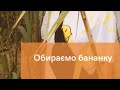 Як обрати бананку? З чим її краще носити ? Дізнайся разом з юа-тао