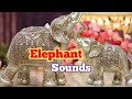 Music | Elephant Sounds 🔊 | Elephant Music and Ringtone#music #elephant