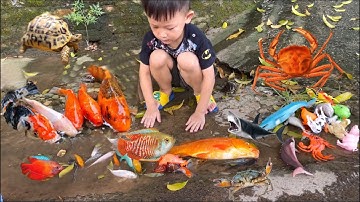 Tổng hợp video cá cảnh đẹp, Chip Pi bắt con cá koi khủng , con vịt , cá heo , cá mập , rùa , cua bự