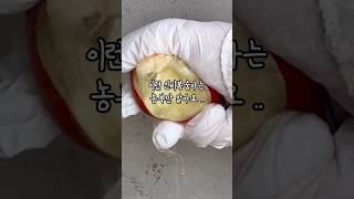 제발 이런거 먹어요 .....   #shorts #복숭아 #신비복숭아 #우주맘 #젊은농부 #농사