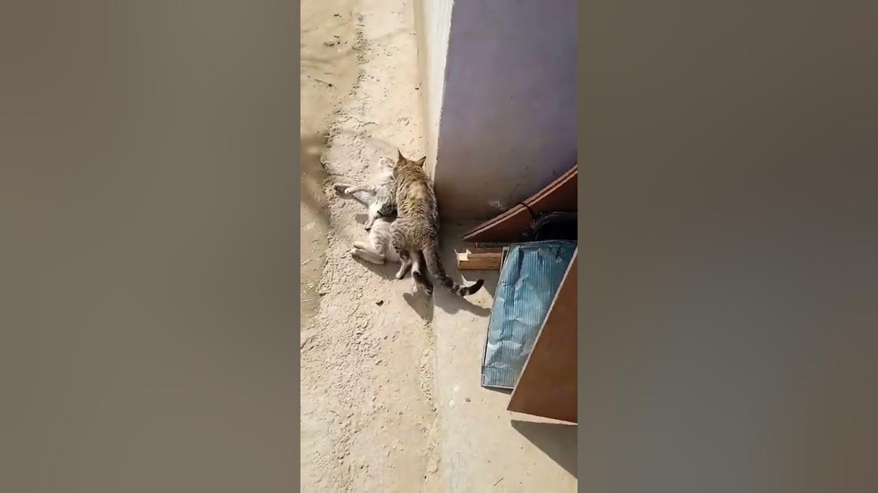 Dog Vs Cat Fight To The Death dog attack at cat | dog vs cat fight till death - YouTube