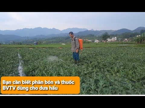 Video: Lịch Bón Phân Cho Dưa Hấu - Mẹo Nuôi Dưa Hấu Trong Vườn