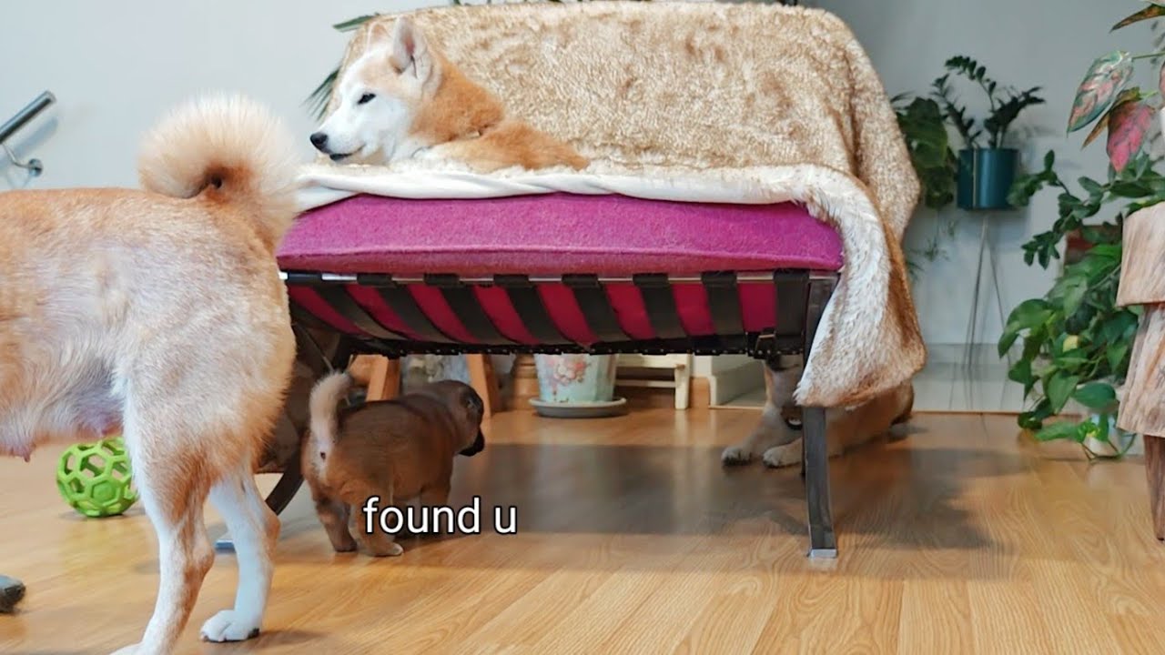 Убежище Широ раскрыто.