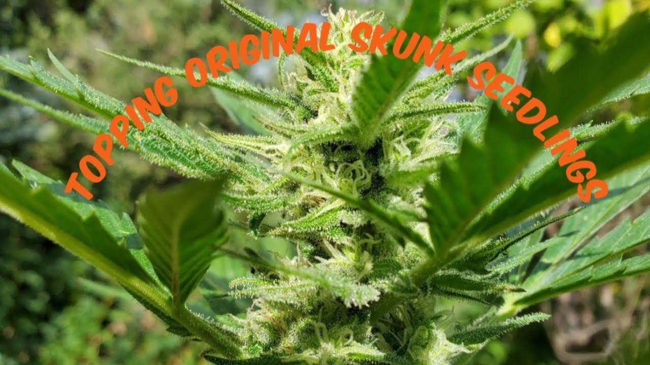 topping original skunk seedlings update