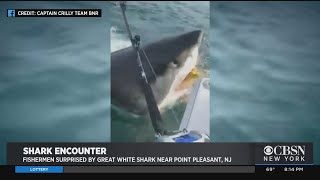 Great White Shark Surprises New Jersey Fishermen