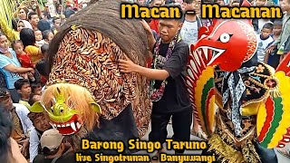 Macan-Macanan Barong Singo Taruno live Singotrunan, Banyuwangi