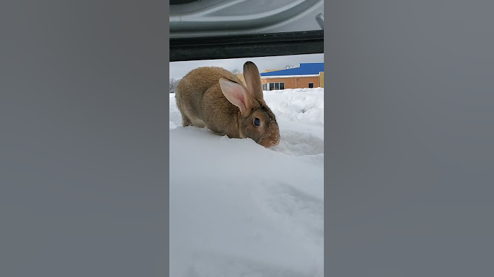 Hawk attacks pet bunny! #shorts