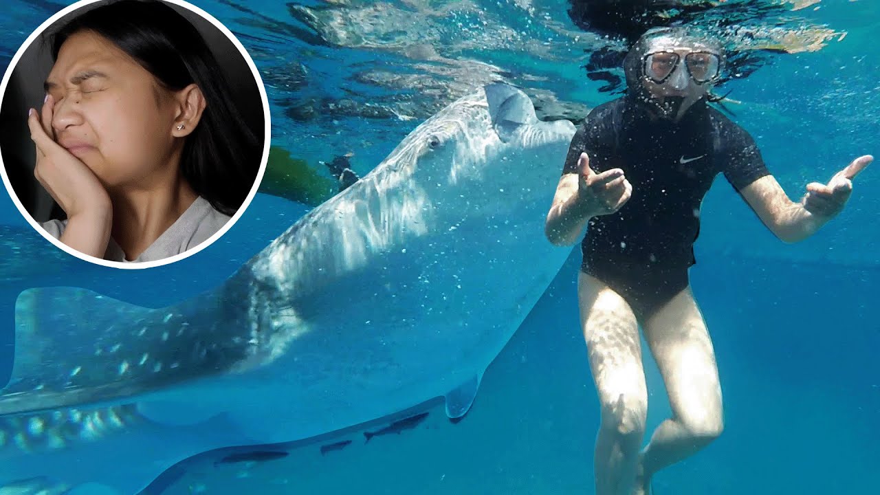 SWIMMING WITH WHALE SHARKS!