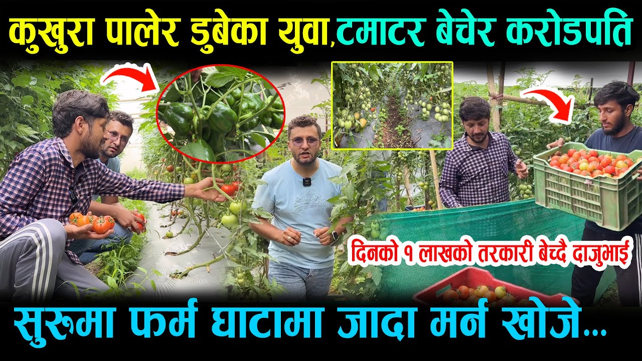कुखुरा पालेर रोडमा आएका दाजुभाइ टमाटर बेचेर करोडपति बन्दै॥सुरुमा मर्न खोजे,अहिले दैनिक १ लाख कारोबार