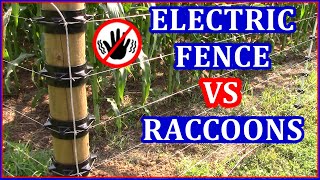 Installing Electric Fence | Raccoons VS Sweet Corn