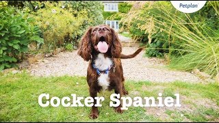 Cocker Spaniel Puppies & Dogs | Breed Facts & Information | Petplan