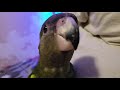 Baby Parrot can talk!!!