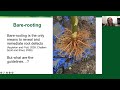 Root Defects of Container-Grown Trees: Should You Remediate Before Planting? - Riley Rouse