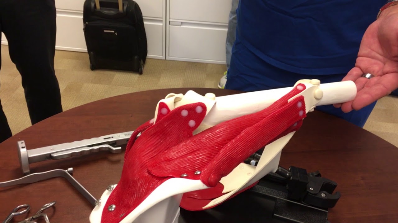 SuperPath Muscle Model Demonstration