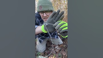 How to Set a Snare Trap in 1 Minute! #trapping #predators #farmlife #bobcats #foxes #raccoon