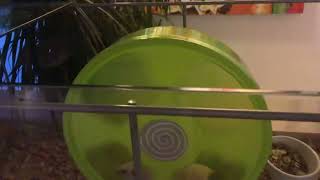 Hamsternes Liv 2 - Nu Er De Vågne