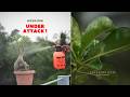 Red Spider Mites on Adenium? Here's How I Removed Them Fast!
