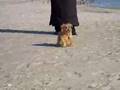 Nora - Norfolk Terrier の動画、YouTube動画。