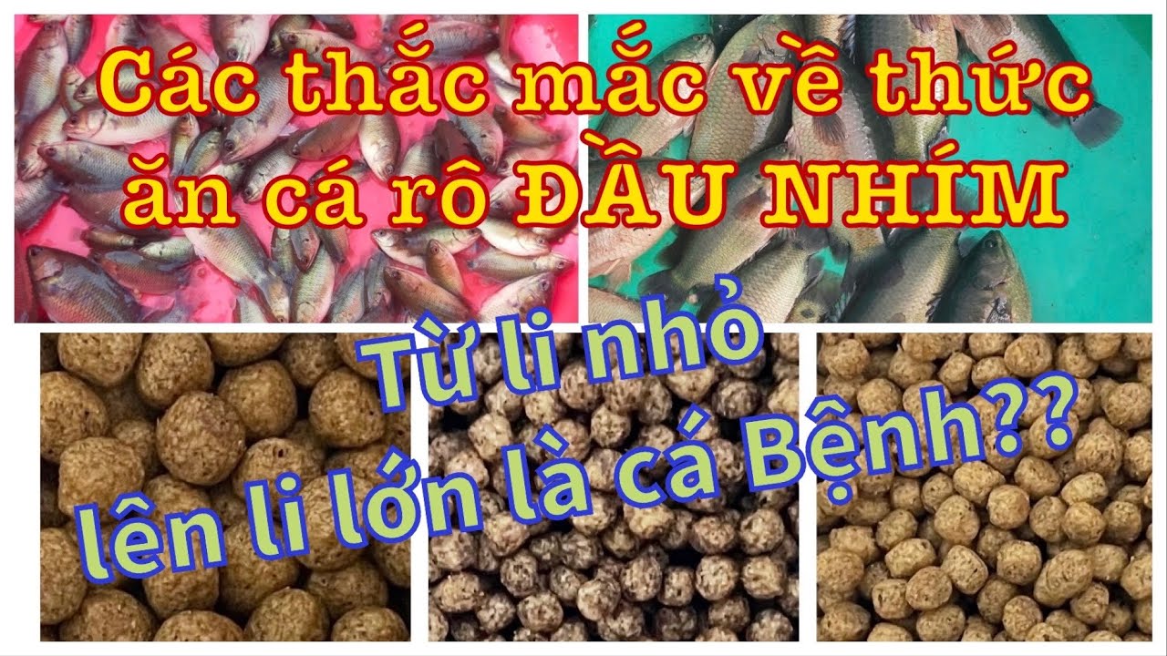 Lựa Chọn Thức Ăn Phù Hợp Cho Cá Rô Đầu Nhím| Chọn Thức Ăn Cỡ Li Nào?Bao Nhiêu Đạm? Cho ăn ra sau...