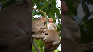 LOS MONOS SAben sus DERECHOS!! 🤔​🤣​ #monos #animales #animals