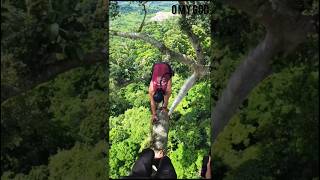 🌲 Dangerous Tree Cutting at Extreme Height! 😱