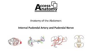 Anatomy of the Pelvis and Perineum 10 - Internal Pudendal Artery and Pudendal Nerve