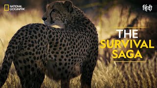 The Survival Saga | Savage Kingdom | हिन्दी | Full Episode | S3-E2 | National Geographic