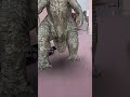 Godzilla arloopa arloopaacademy