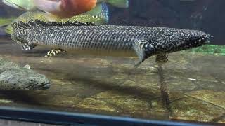 palmas orna jumbo ( ornatipinis ) palmas mahal dan cantik
