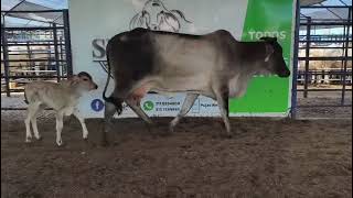 LOTE 115 LOTE 115
