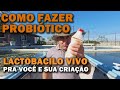 Economize na criao fazendo esse probitico canal saalada