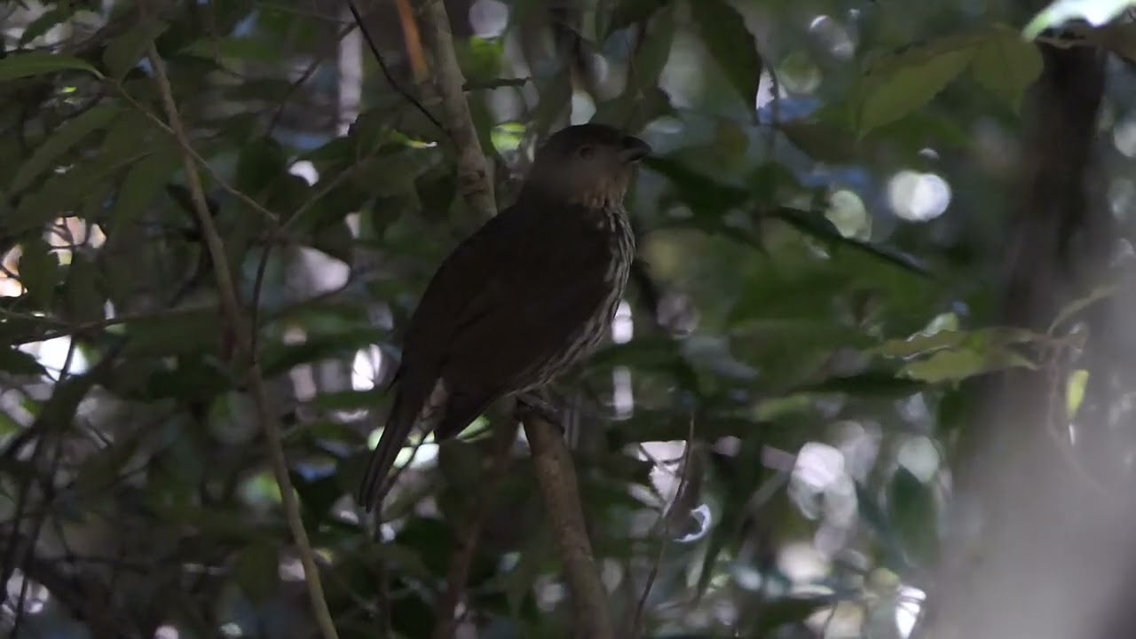 Tooth-billed Bowerbird (Scenopoeetes dentirostris) calling - Mount Lewis, 22/10/2023