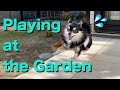 Chihuahua Play in the Garden / チワワ、元気に庭で遊ぶ