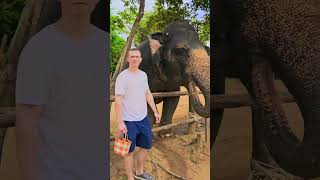 Этот слон весит 5 тон 🐘 #elephant #thailand #thailandtravel #china #travel #animals #trendingshorts
