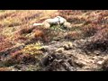 Hoary Marmot Fight at Denali National Park