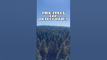 Pine trees can Detect rain?