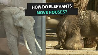 This Is How Elephants Move Houses