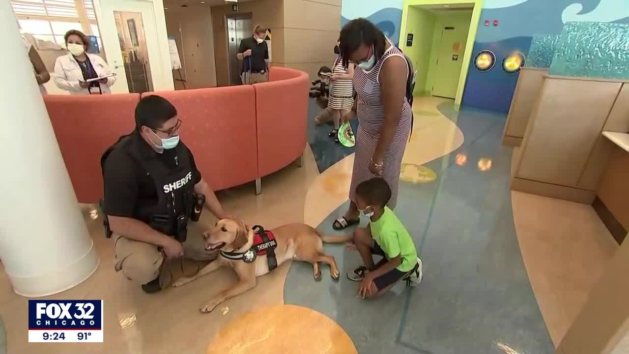 Therapy dogs spreading cheer at Chicago children's hospital - YouTube