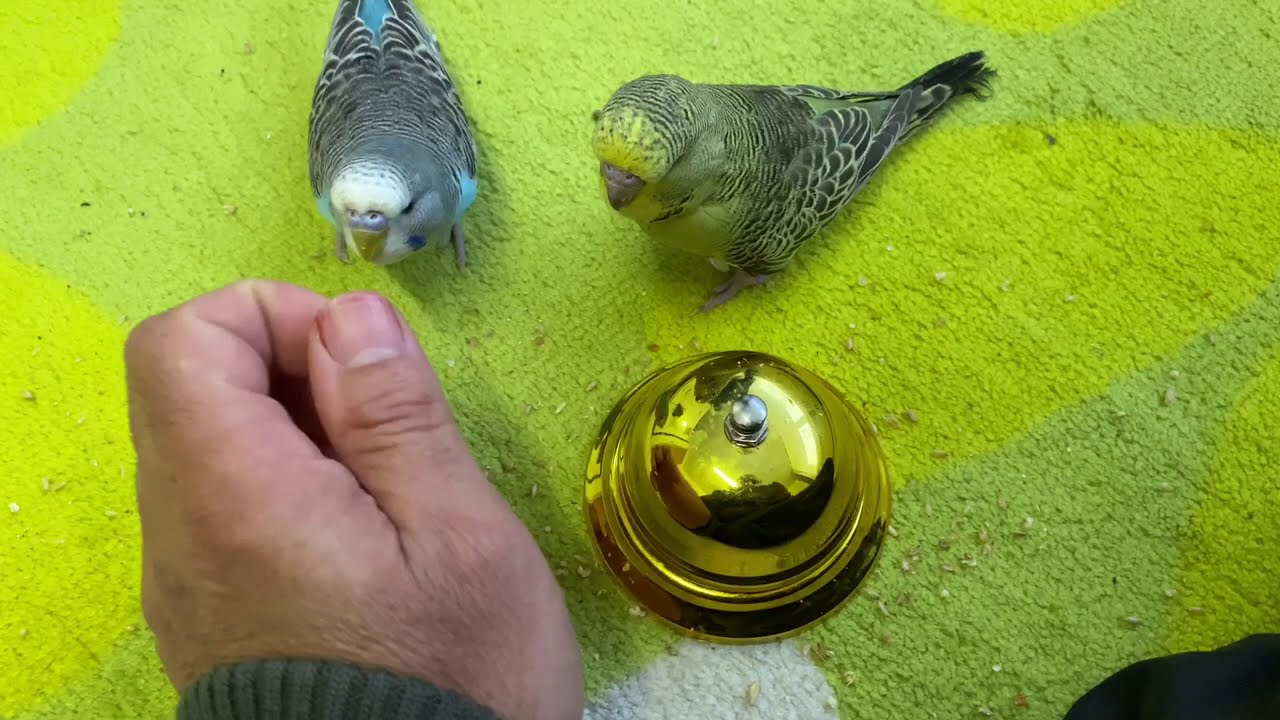 سلسلة ترويض البادجي