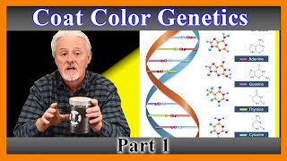 Dog Coat Color Genetics Explained (101)