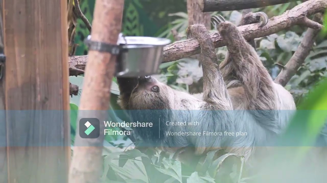 🌿 Top 5 Unique Animals of the Amazon Rainforest |@ Planet’s Pulse