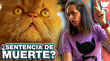 ¿Cómo contagia un gato a otro gato?