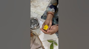 कनेर के पुष्प को 5 जगह स्पर्श नहीं रहेगा घर में कलेश दुख #pradeepmishra #trendingshortsvideo #shorts