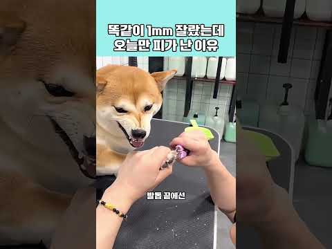 똑같이 1mm 잘랐는데 오늘따라 강아지 발톱에서 피가 난 이유! #동물 #애견영상 #강아지 thumbnail
