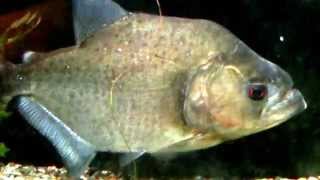 ブルーブラックピラニア：Blue black piranha - YouTube