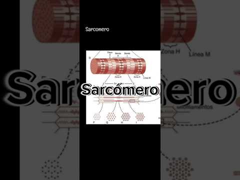 Sarcomero fisiología✔ #medicina #fisiologia #anatomia #educación