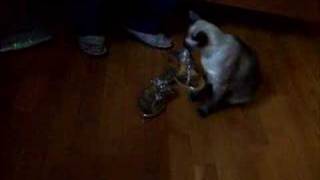 Gata - DSCF2318.AVI