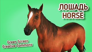 ЛОШАДЬ GREEN SCREEN ФУТАЖ. ХРОМАКЕЙ АНИМАЦИЯ ЛОШАДЬ НА ЗЕЛЁНОМ ЭКРАНЕ.