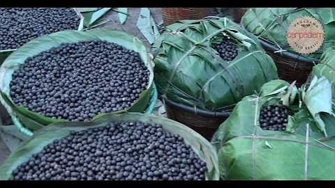 Como é feita a colheita de açaí?