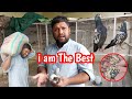 Shani bhai ki kabootar bazi ka shooq  pigeons online